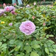 ヒメ日記 2025/08/19 19:52 投稿 田村美紀 五十路マダム 岐阜店