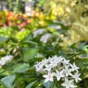 ヒメ日記 2025/08/20 19:04 投稿 田村美紀 五十路マダム 岐阜店