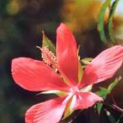 ヒメ日記 2025/08/22 05:30 投稿 田村美紀 五十路マダム 岐阜店