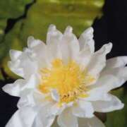 ヒメ日記 2025/08/22 20:02 投稿 田村美紀 五十路マダム 岐阜店