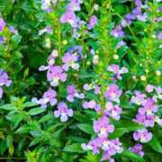 ヒメ日記 2025/08/23 06:20 投稿 田村美紀 五十路マダム 岐阜店