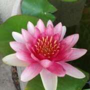 ヒメ日記 2025/08/24 09:00 投稿 田村美紀 五十路マダム 岐阜店