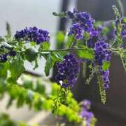 ヒメ日記 2025/08/25 05:30 投稿 田村美紀 五十路マダム 岐阜店