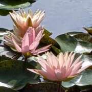 ヒメ日記 2025/08/25 19:16 投稿 田村美紀 五十路マダム 岐阜店