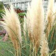 ヒメ日記 2025/08/27 18:06 投稿 田村美紀 五十路マダム 岐阜店