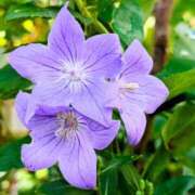 ヒメ日記 2025/08/27 19:04 投稿 田村美紀 五十路マダム 岐阜店