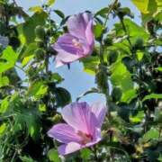 ヒメ日記 2025/08/27 19:06 投稿 田村美紀 五十路マダム 岐阜店