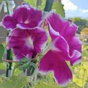 ヒメ日記 2025/08/31 07:02 投稿 田村美紀 五十路マダム 岐阜店