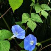 ヒメ日記 2025/09/02 05:30 投稿 田村美紀 五十路マダム 岐阜店