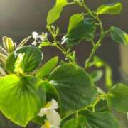 ヒメ日記 2025/09/03 05:32 投稿 田村美紀 五十路マダム 岐阜店