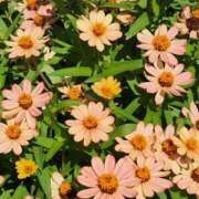 ヒメ日記 2025/09/05 05:36 投稿 田村美紀 五十路マダム 岐阜店