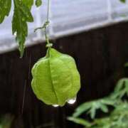 ヒメ日記 2025/09/05 19:16 投稿 田村美紀 五十路マダム 岐阜店