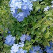 ヒメ日記 2025/09/09 05:30 投稿 田村美紀 五十路マダム 岐阜店