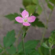 ヒメ日記 2025/09/11 05:30 投稿 田村美紀 五十路マダム 岐阜店