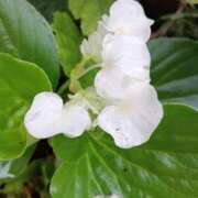 ヒメ日記 2025/09/11 12:38 投稿 田村美紀 五十路マダム 岐阜店