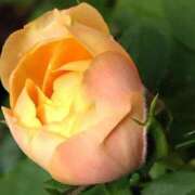 ヒメ日記 2025/09/11 19:02 投稿 田村美紀 五十路マダム 岐阜店