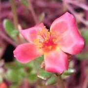 ヒメ日記 2025/09/12 05:30 投稿 田村美紀 五十路マダム 岐阜店