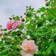 ヒメ日記 2025/09/12 20:06 投稿 田村美紀 五十路マダム 岐阜店