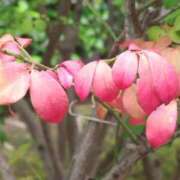 ヒメ日記 2025/09/14 11:28 投稿 田村美紀 五十路マダム 岐阜店