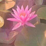 ヒメ日記 2025/09/14 22:32 投稿 田村美紀 五十路マダム 岐阜店