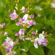 ヒメ日記 2025/09/15 10:46 投稿 田村美紀 五十路マダム 岐阜店