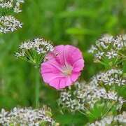 ヒメ日記 2025/09/16 14:02 投稿 田村美紀 五十路マダム 岐阜店