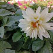 ヒメ日記 2025/09/16 14:30 投稿 田村美紀 五十路マダム 岐阜店