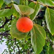 ヒメ日記 2025/09/17 05:36 投稿 田村美紀 五十路マダム 岐阜店