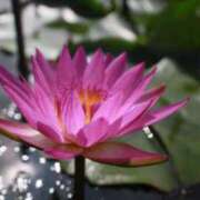 ヒメ日記 2025/09/17 19:46 投稿 田村美紀 五十路マダム 岐阜店