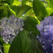 ヒメ日記 2025/09/18 15:32 投稿 田村美紀 五十路マダム 岐阜店