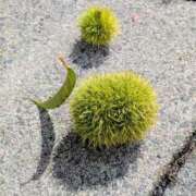 ヒメ日記 2025/09/19 05:30 投稿 田村美紀 五十路マダム 岐阜店