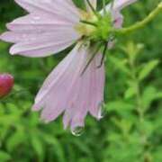 ヒメ日記 2025/09/21 07:32 投稿 田村美紀 五十路マダム 岐阜店