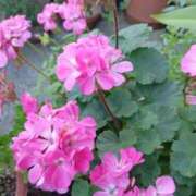 ヒメ日記 2025/09/22 05:30 投稿 田村美紀 五十路マダム 岐阜店