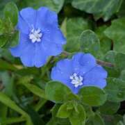 ヒメ日記 2025/09/22 19:16 投稿 田村美紀 五十路マダム 岐阜店