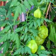 ヒメ日記 2025/09/23 08:30 投稿 田村美紀 五十路マダム 岐阜店