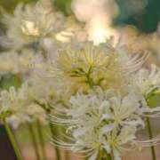 ヒメ日記 2025/09/23 13:28 投稿 田村美紀 五十路マダム 岐阜店