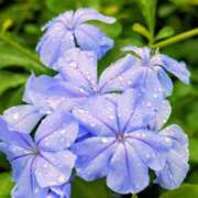 ヒメ日記 2025/09/23 19:02 投稿 田村美紀 五十路マダム 岐阜店