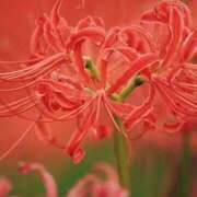 ヒメ日記 2025/09/24 05:30 投稿 田村美紀 五十路マダム 岐阜店