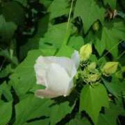 ヒメ日記 2025/09/24 20:02 投稿 田村美紀 五十路マダム 岐阜店