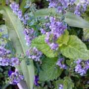 ヒメ日記 2025/09/25 05:30 投稿 田村美紀 五十路マダム 岐阜店