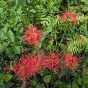 ヒメ日記 2025/09/25 19:04 投稿 田村美紀 五十路マダム 岐阜店