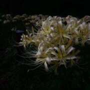 ヒメ日記 2025/09/26 18:04 投稿 田村美紀 五十路マダム 岐阜店