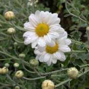 ヒメ日記 2025/09/28 22:58 投稿 田村美紀 五十路マダム 岐阜店