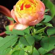 ヒメ日記 2025/09/29 05:30 投稿 田村美紀 五十路マダム 岐阜店