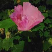 ヒメ日記 2025/09/30 19:16 投稿 田村美紀 五十路マダム 岐阜店