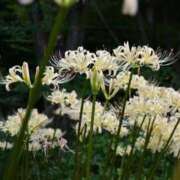 ヒメ日記 2025/10/01 19:32 投稿 田村美紀 五十路マダム 岐阜店