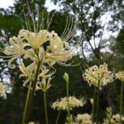 ヒメ日記 2025/10/02 18:54 投稿 田村美紀 五十路マダム 岐阜店