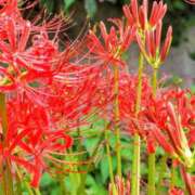 ヒメ日記 2025/10/04 09:30 投稿 田村美紀 五十路マダム 岐阜店