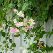 ヒメ日記 2025/10/04 18:18 投稿 田村美紀 五十路マダム 岐阜店