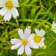 ヒメ日記 2025/10/08 05:30 投稿 田村美紀 五十路マダム 岐阜店